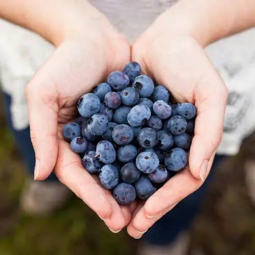 Заготовка ягод